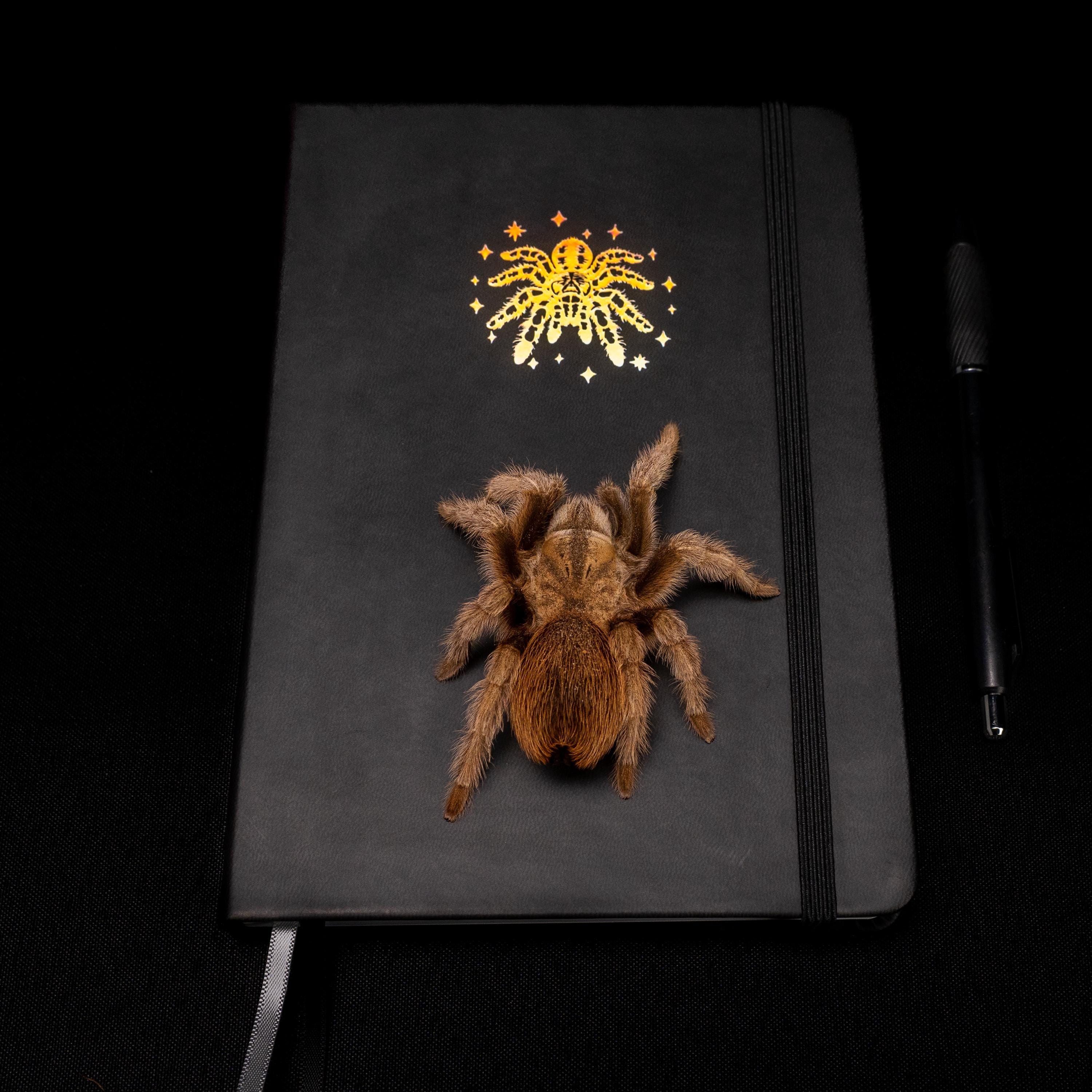 Tarantula Journal: Vegan Leather A5 Dot Grid Notebook