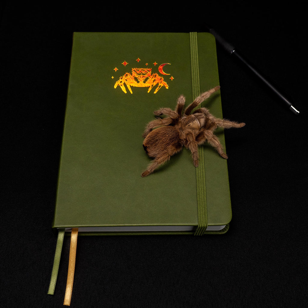 Jumping Spider Journal: Vegan Leather A5 Dot Grid Notebook